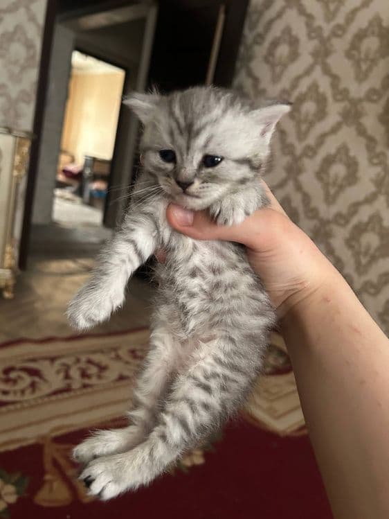 котята серебристая и шотландская — 7