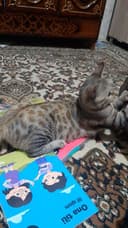 Bengal mushuk sotiladi