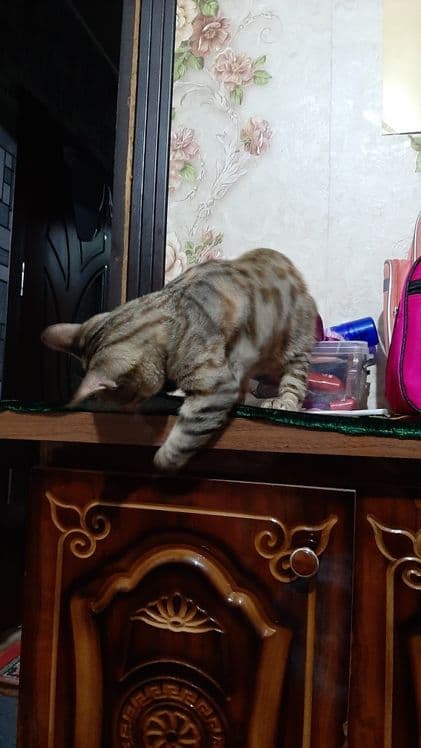 Bengal mushuk sotiladi — 3