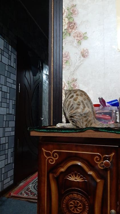 Bengal mushuk sotiladi — 4