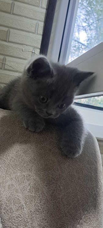 Кошки скоттиш фолд — 1
