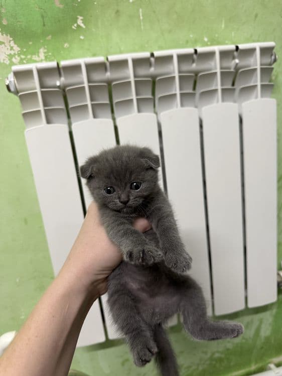 Готовятся к продаже — 2