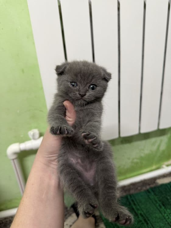 Готовятся к продаже — 3