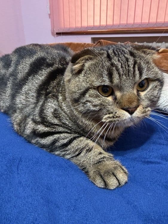 СРОЧНО! Продаётся Шиншилла — 3