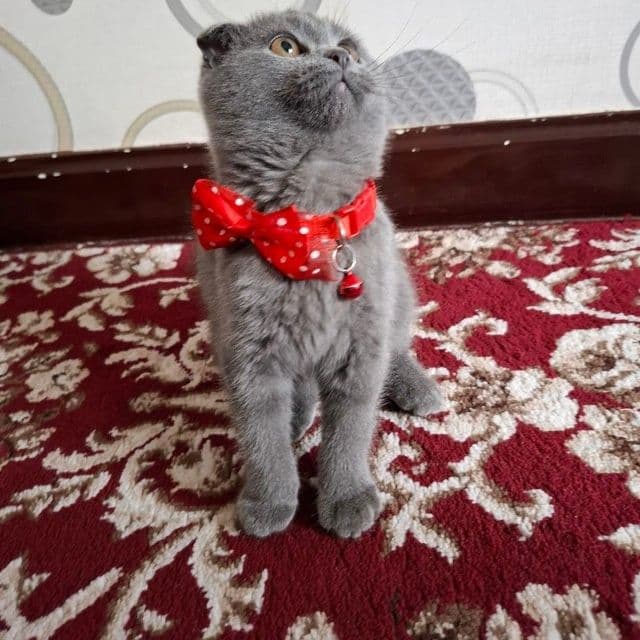 Zotdor mushuk scottish fold 7oylik qiz bola — 2