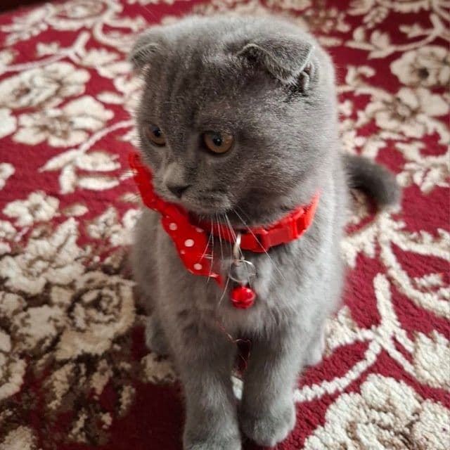 Zotdor mushuk scottish fold 7oylik qiz bola — 3