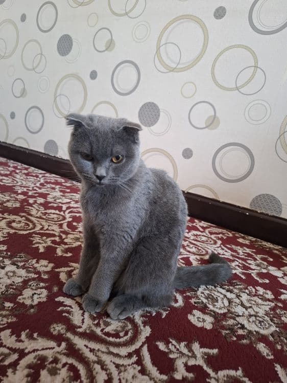Zotdor mushuk scottish fold 7oylik qiz bola — 4