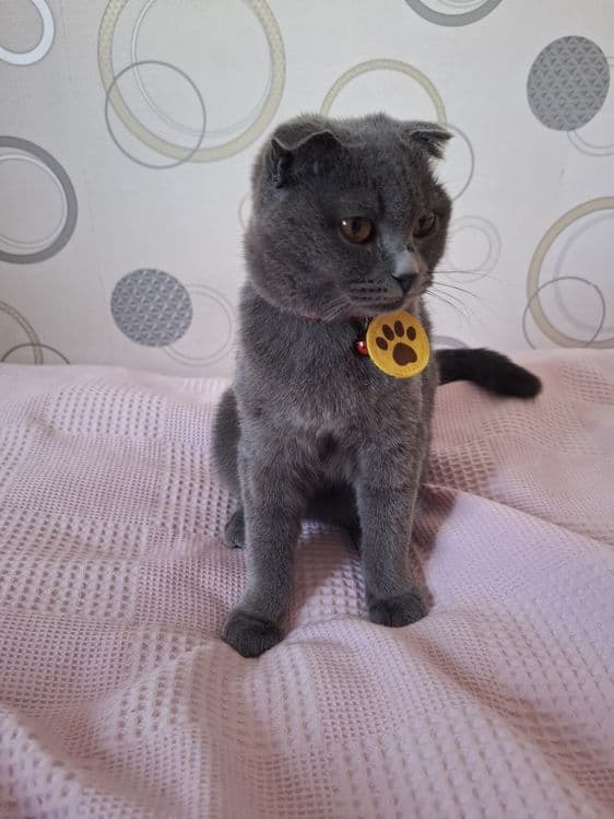 Zotdor mushuk scottish fold 7oylik qiz bola — 5
