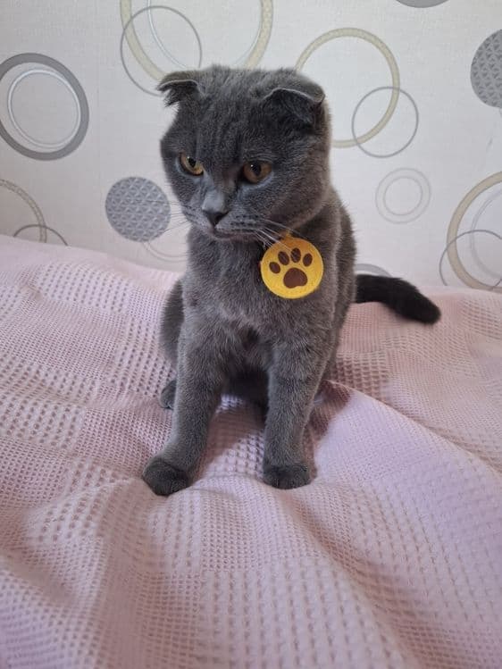 Zotdor mushuk scottish fold 7oylik qiz bola — 6