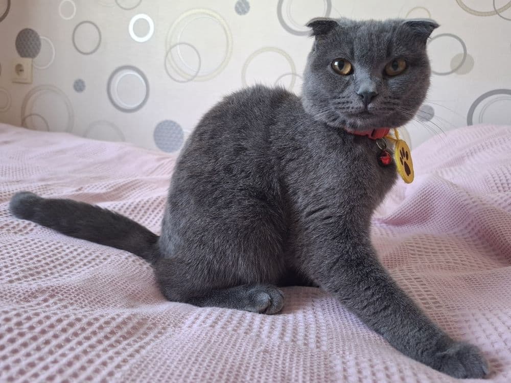 Zotdor mushuk scottish fold 7oylik qiz bola — 7