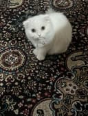 Кошка Scottish Fold
