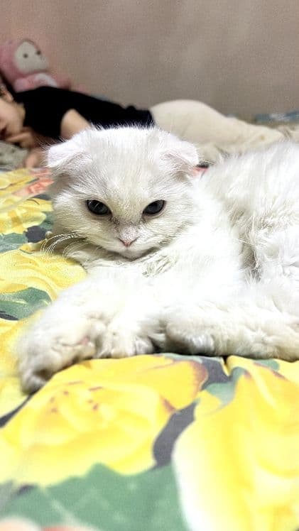 Кошка Scottish Fold — 2