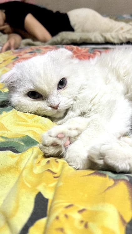Кошка Scottish Fold — 3