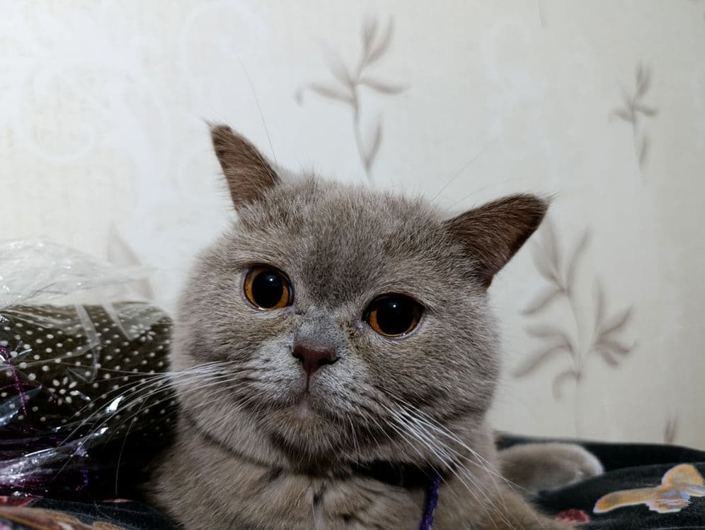 Продается кот британский — 2