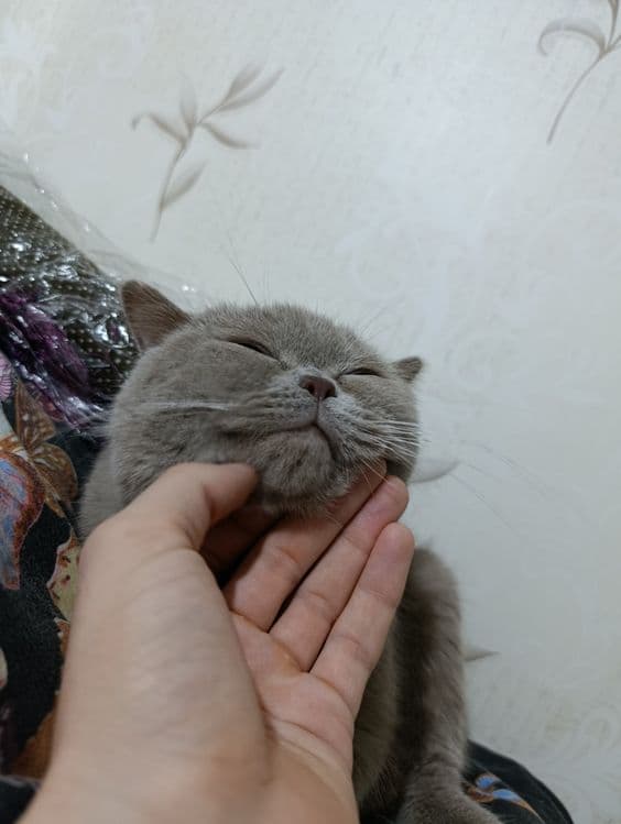 Продается кот британский — 3