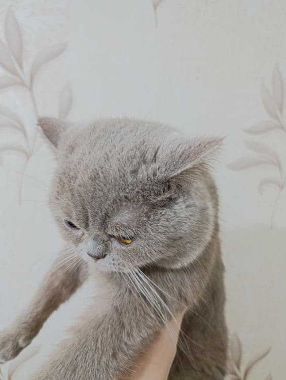 Продается кот британский — 4