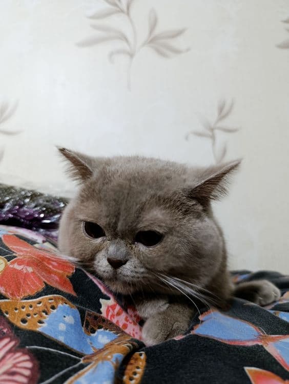 Продается кот британский — 5