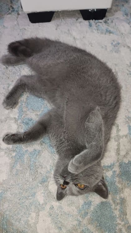 Scottish straight 6 oylik — 4