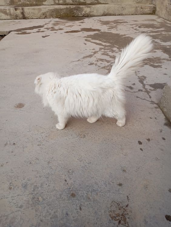 Zotdor mushuk oq — 7