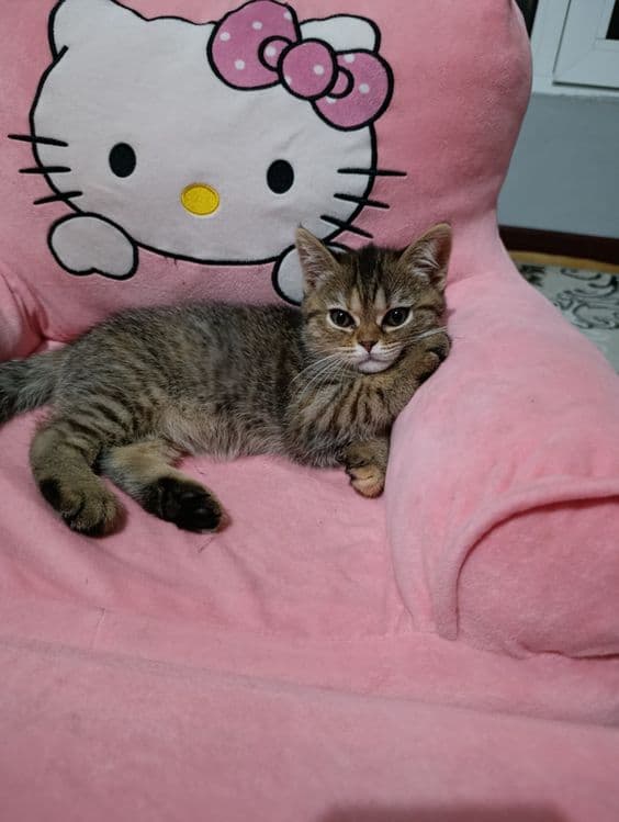 Скотиш страйит мушикча сотилади — 2