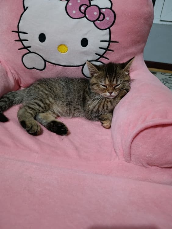 Скотиш страйит мушикча сотилади — 3