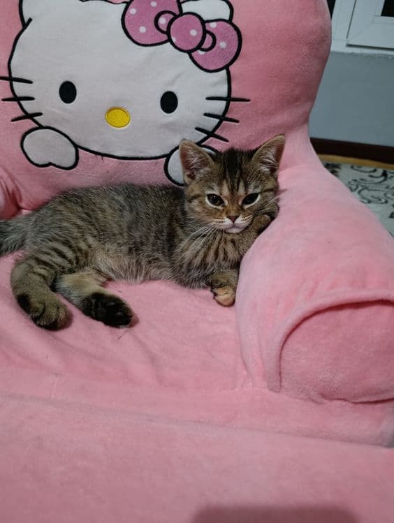 Скотиш страйит мушикча сотилади — 4
