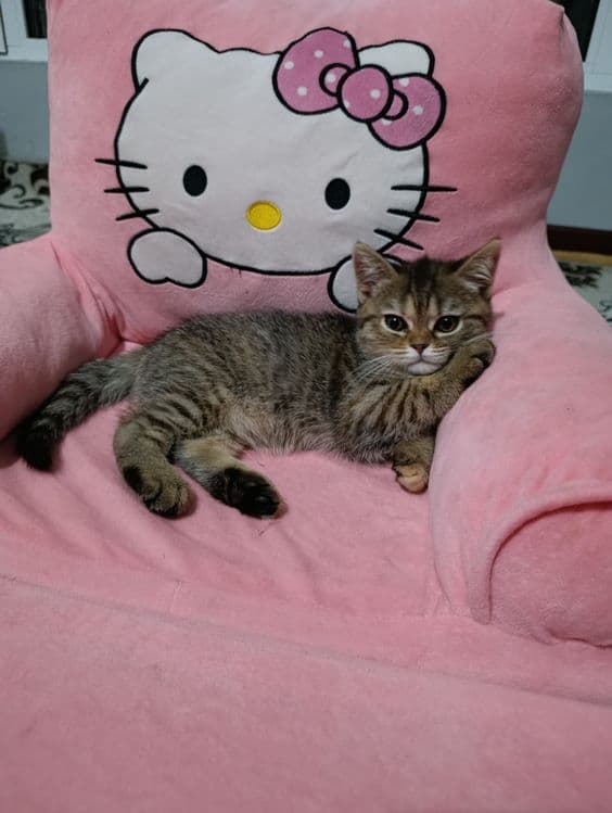 Скотиш страйит мушикча сотилади — 6