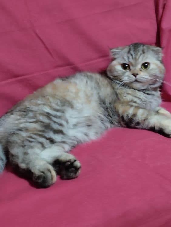 Продам  двух  кошечек, скотиш фолд  и  cтрайт . — 2