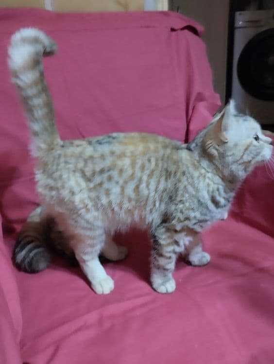 Продам  двух  кошечек, скотиш фолд  и  cтрайт . — 3