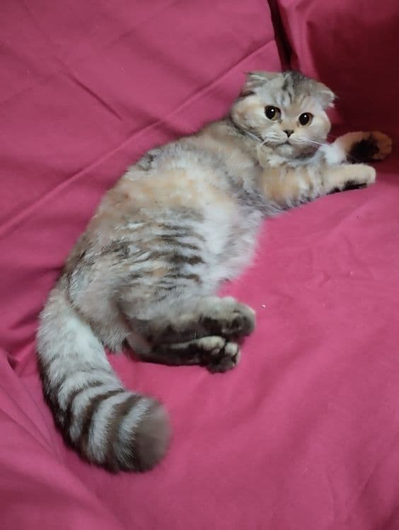 Продам  двух  кошечек, скотиш фолд  и  cтрайт . — 4