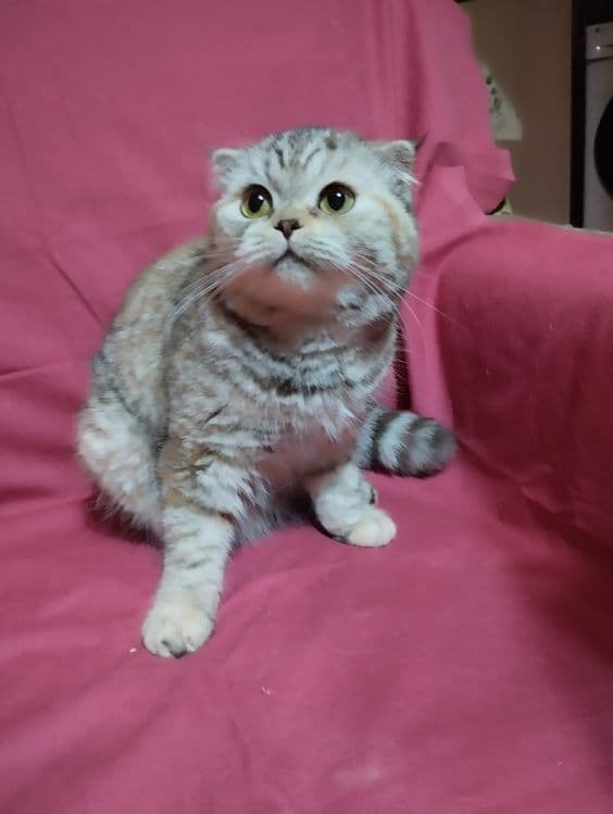 Продам  двух  кошечек, скотиш фолд  и  cтрайт . — 5