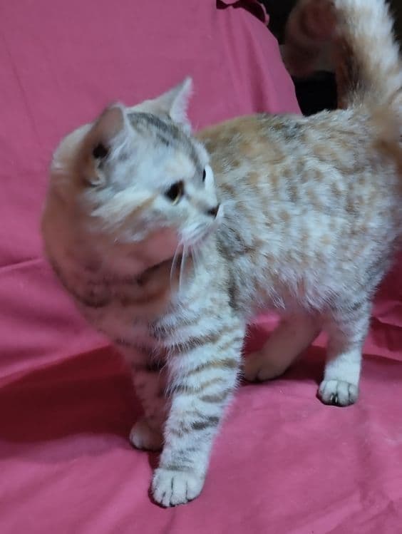 Продам  двух  кошечек, скотиш фолд  и  cтрайт . — 6