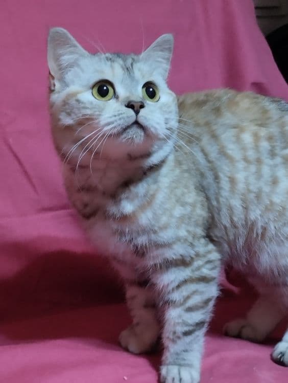 Продам  двух  кошечек, скотиш фолд  и  cтрайт . — 7