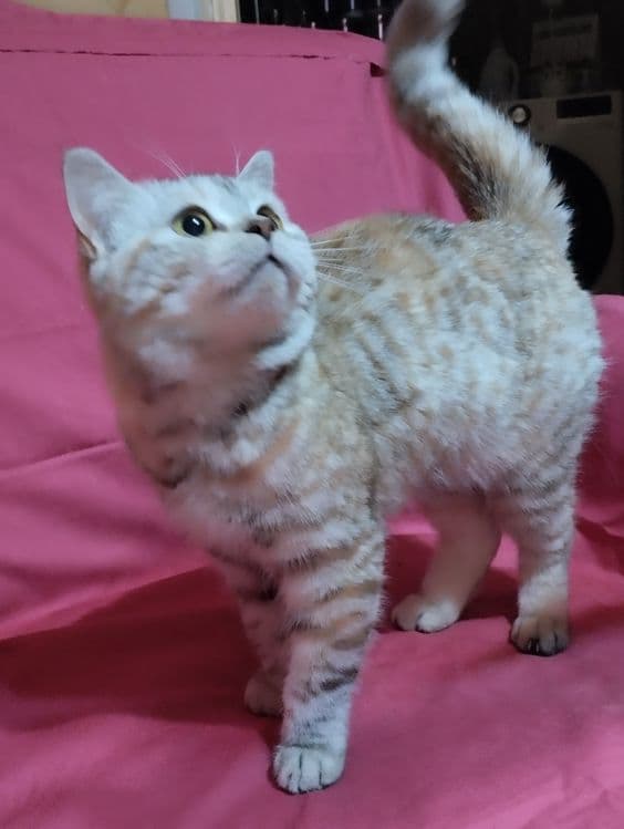Продам  двух  кошечек, скотиш фолд  и  cтрайт . — 8