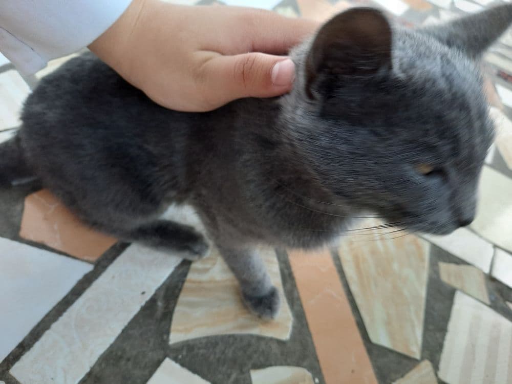 Продаётся котёнок — 2
