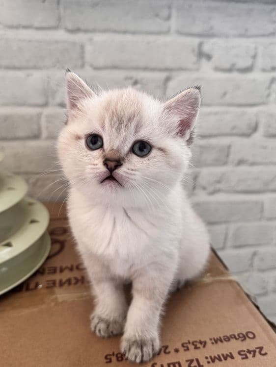 Продается кошкаа — 1