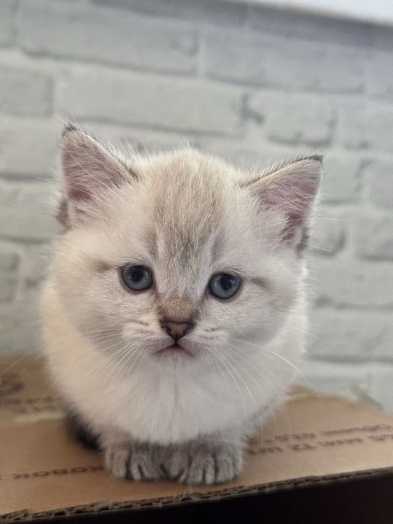 Продается кошкаа — 2
