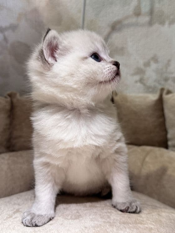 Продается кошкаа — 3