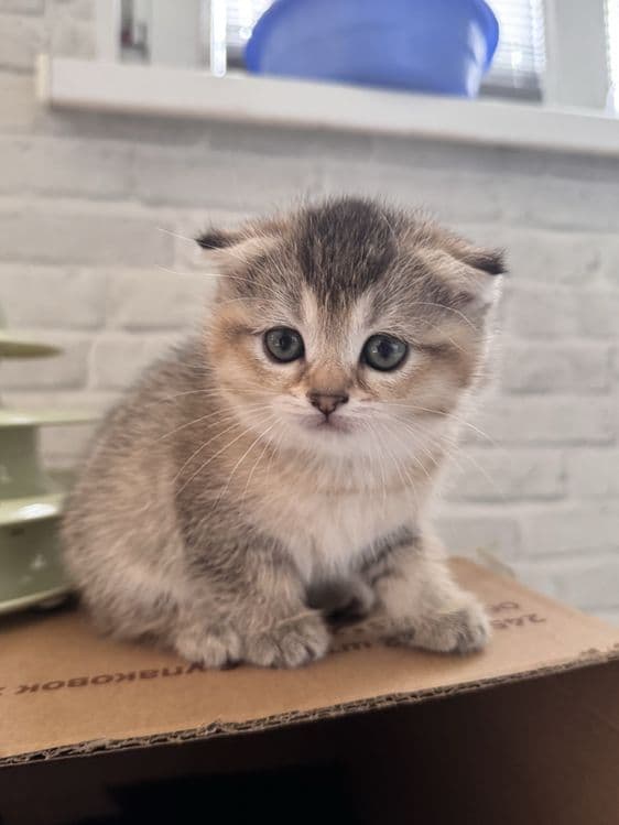 продается котенек — 1