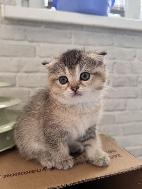 продается котенек — 2