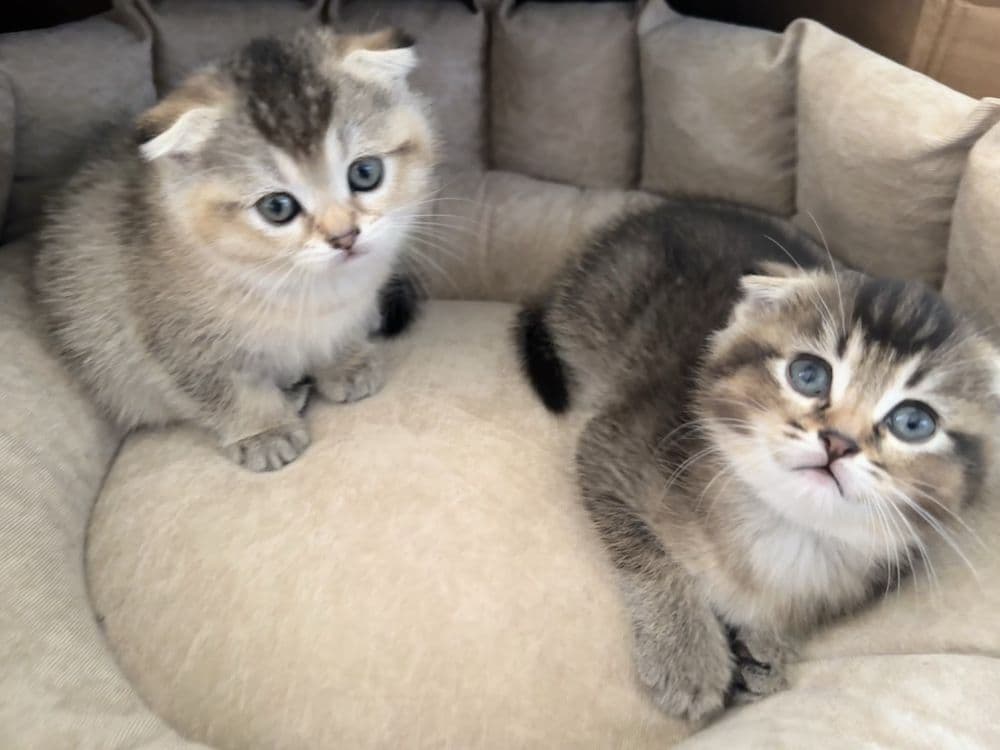 продается котенек — 3