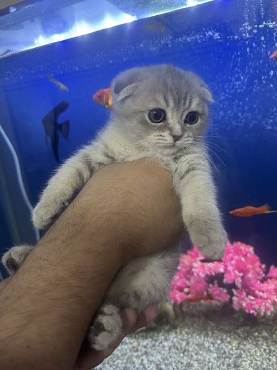 Skotish fold mushugi | Кошка скотиш — 2