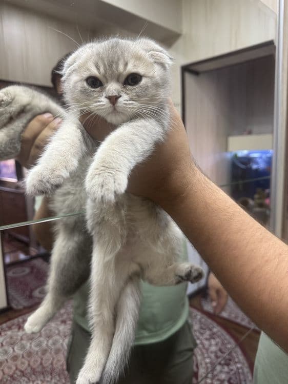 Skotish fold mushugi | Кошка скотиш — 3