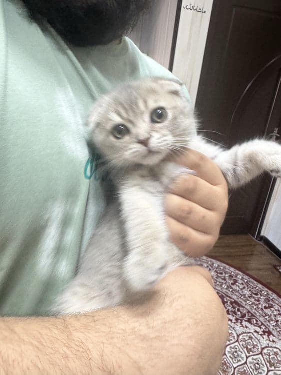 Skotish fold mushugi | Кошка скотиш — 4