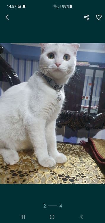 Кошка скотиш фолд выслоухая — 2