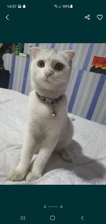 Кошка скотиш фолд выслоухая — 3