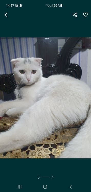 Кошка скотиш фолд выслоухая — 4