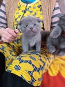 Продаются котята британцы