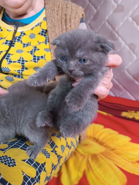 Продаются котята британцы — 2
