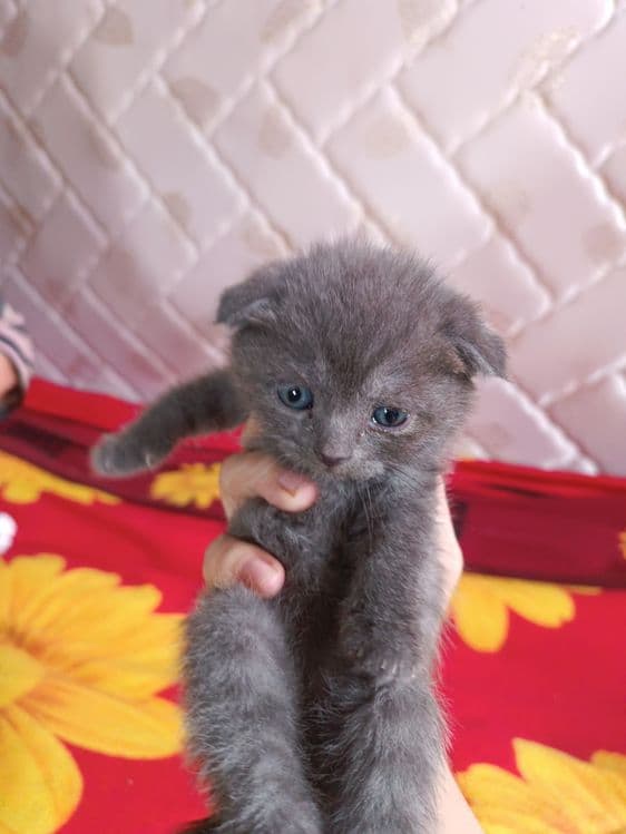 Продаются котята британцы — 3